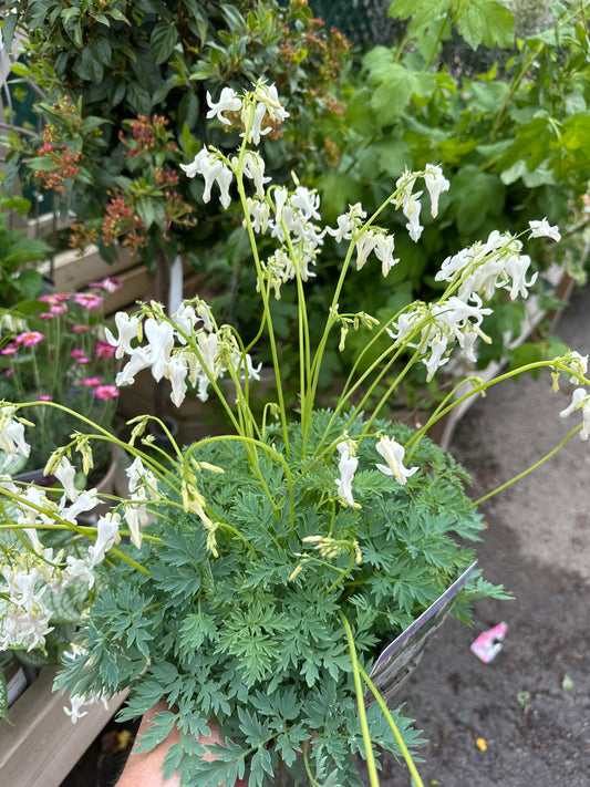Dicentra Amore Titanium 2Ltr