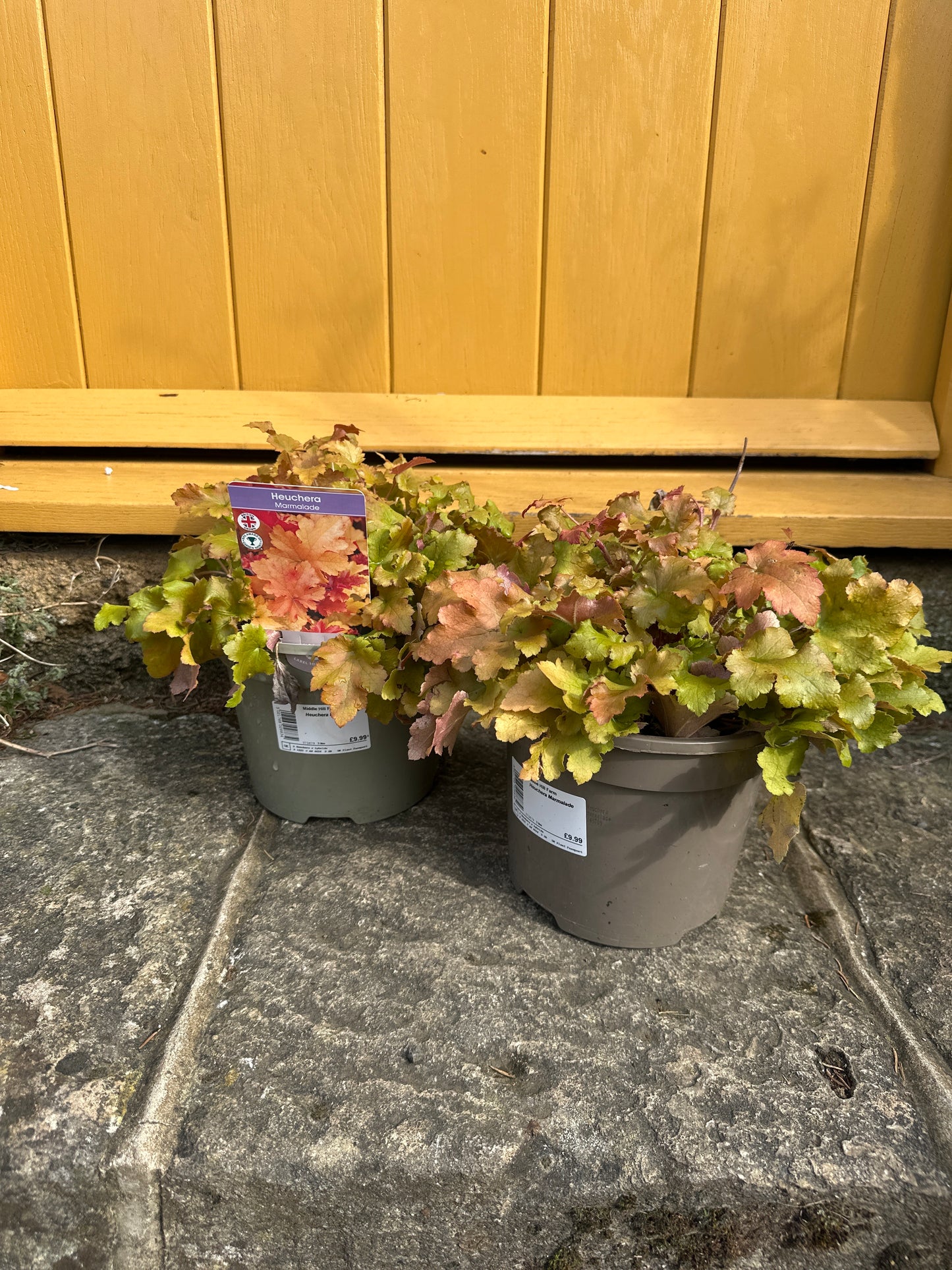 3Ltr British Grown Heuchera Marmalade