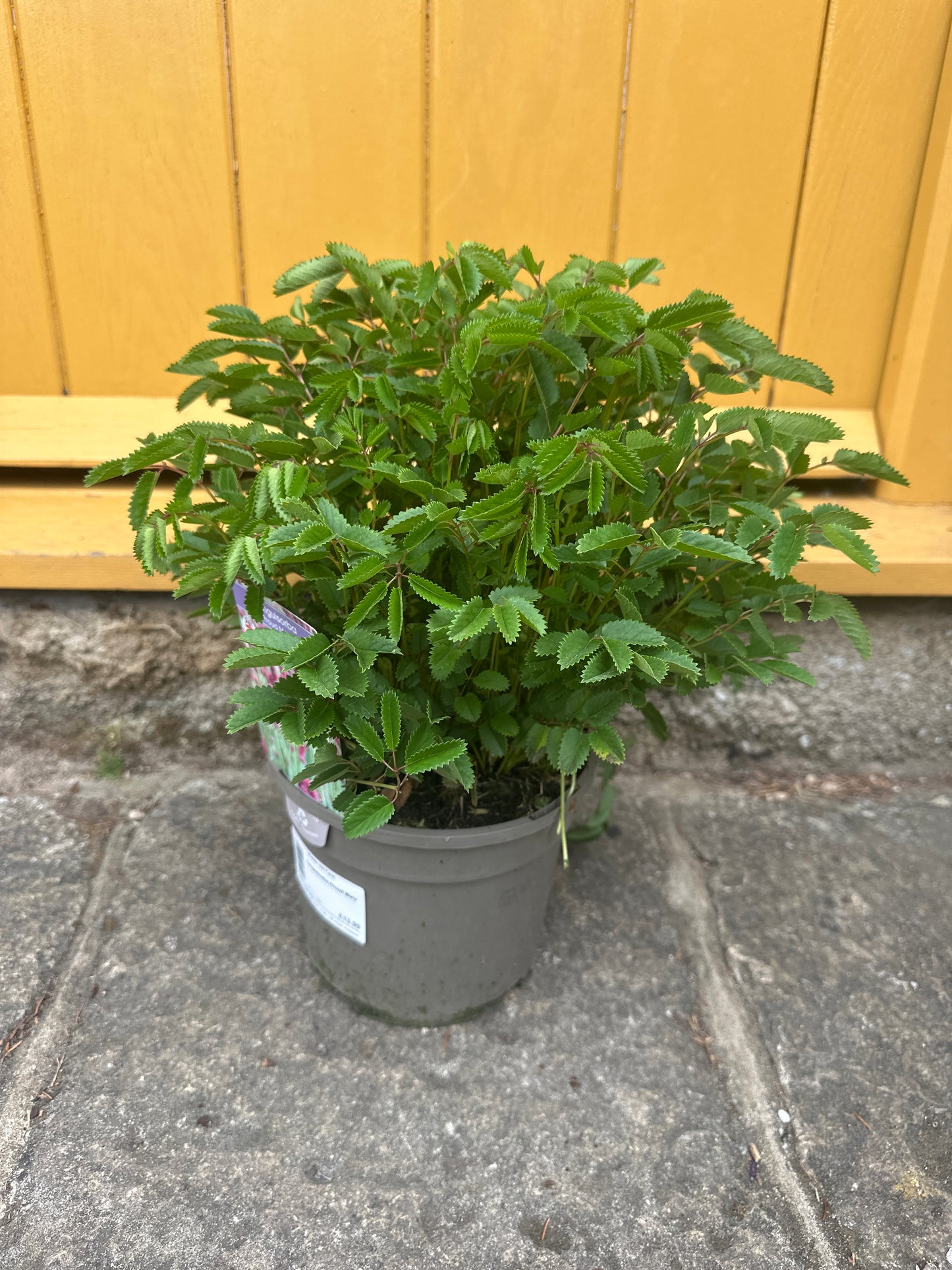 Sanguisorba Proud Mary 3Ltr