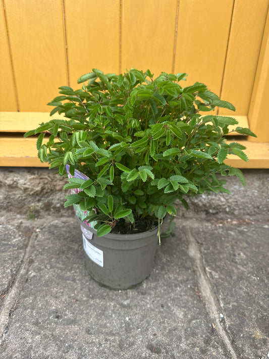 Sanguisorba Proud Mary 3Ltr
