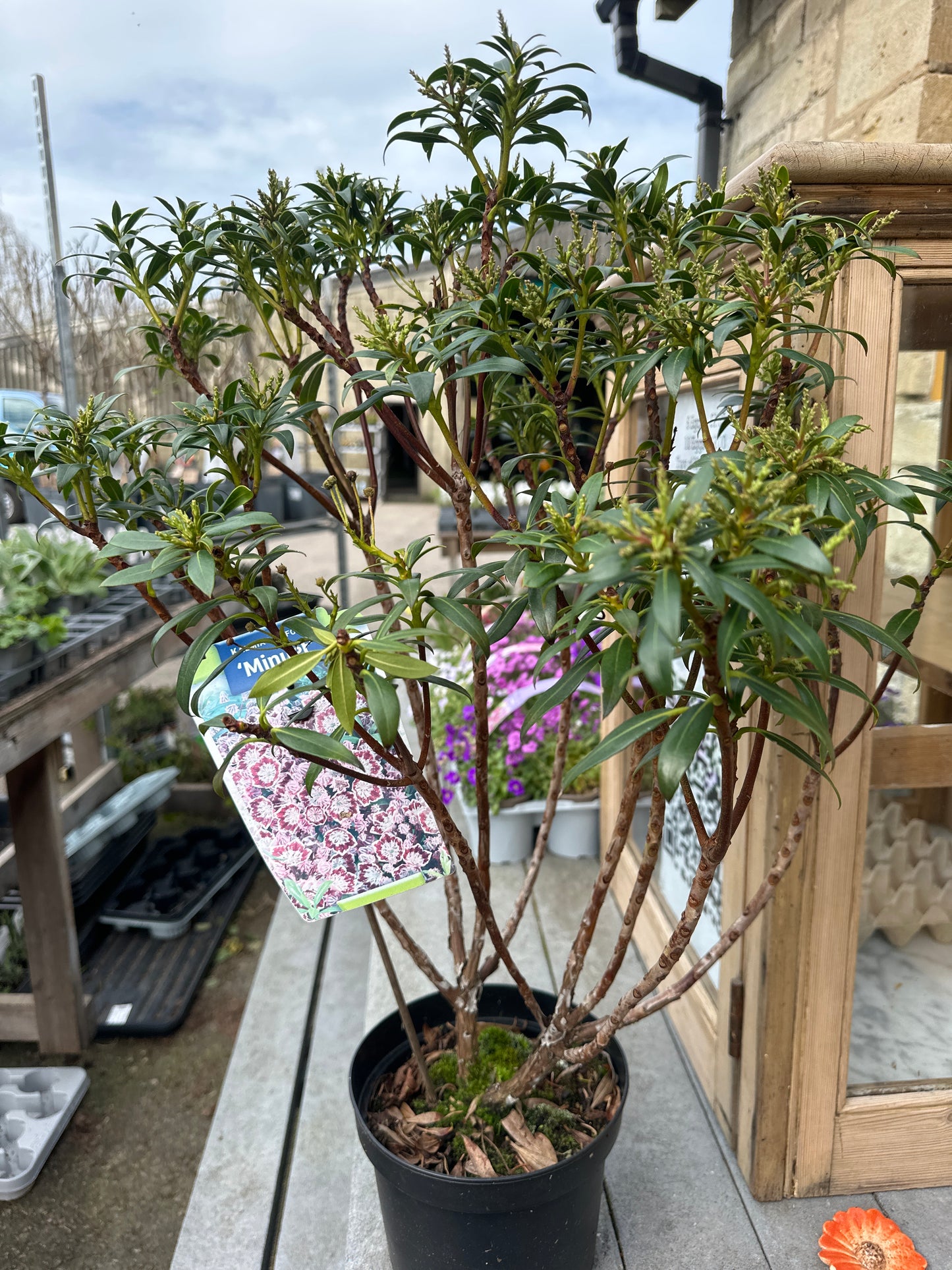 Kalmia Latifolia Minuet 3Ltr