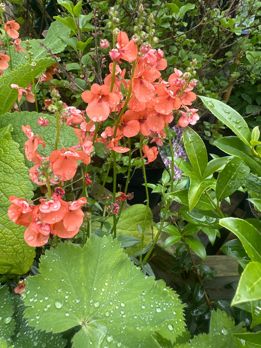 Diascia Trinity Salmon 1Ltr