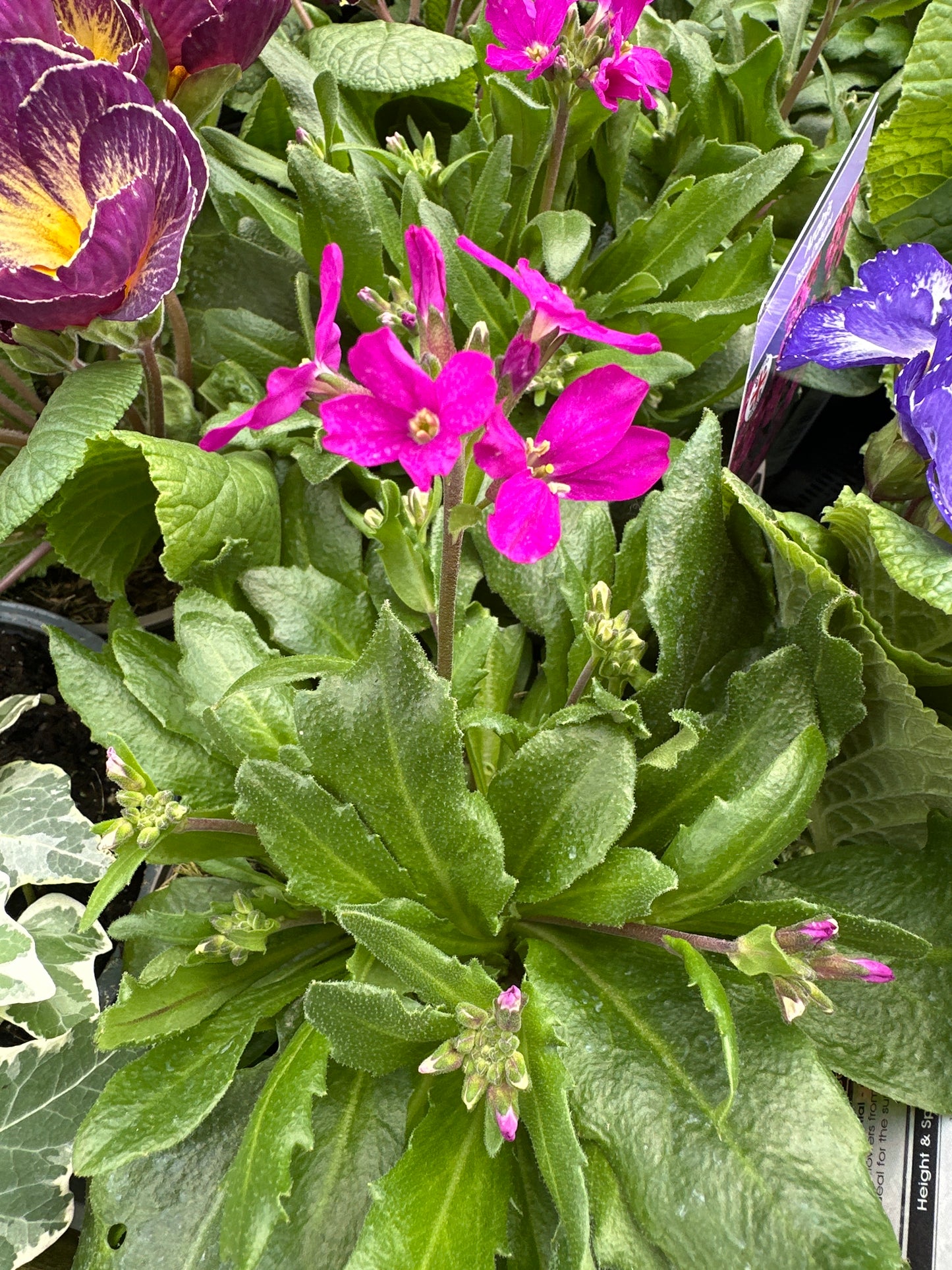 Arabis Rose Delight 1Ltr