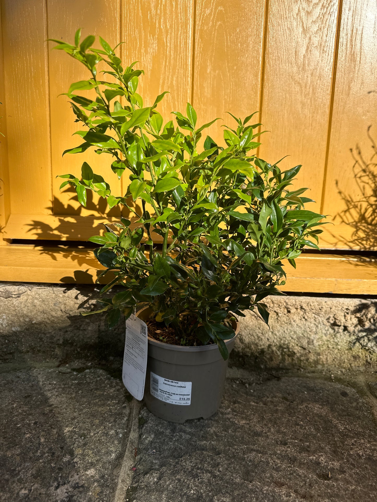 Sarcococca confusa ( Sweet Box )