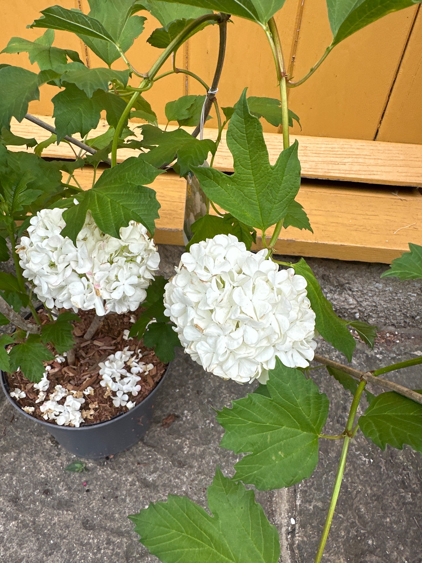 Viburnum opulus Roseum 3 Ltr