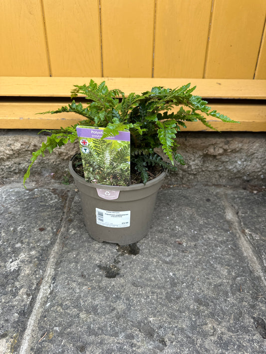 Polystichum polyblepharum ( Tassel Fern ) 3Ltr
