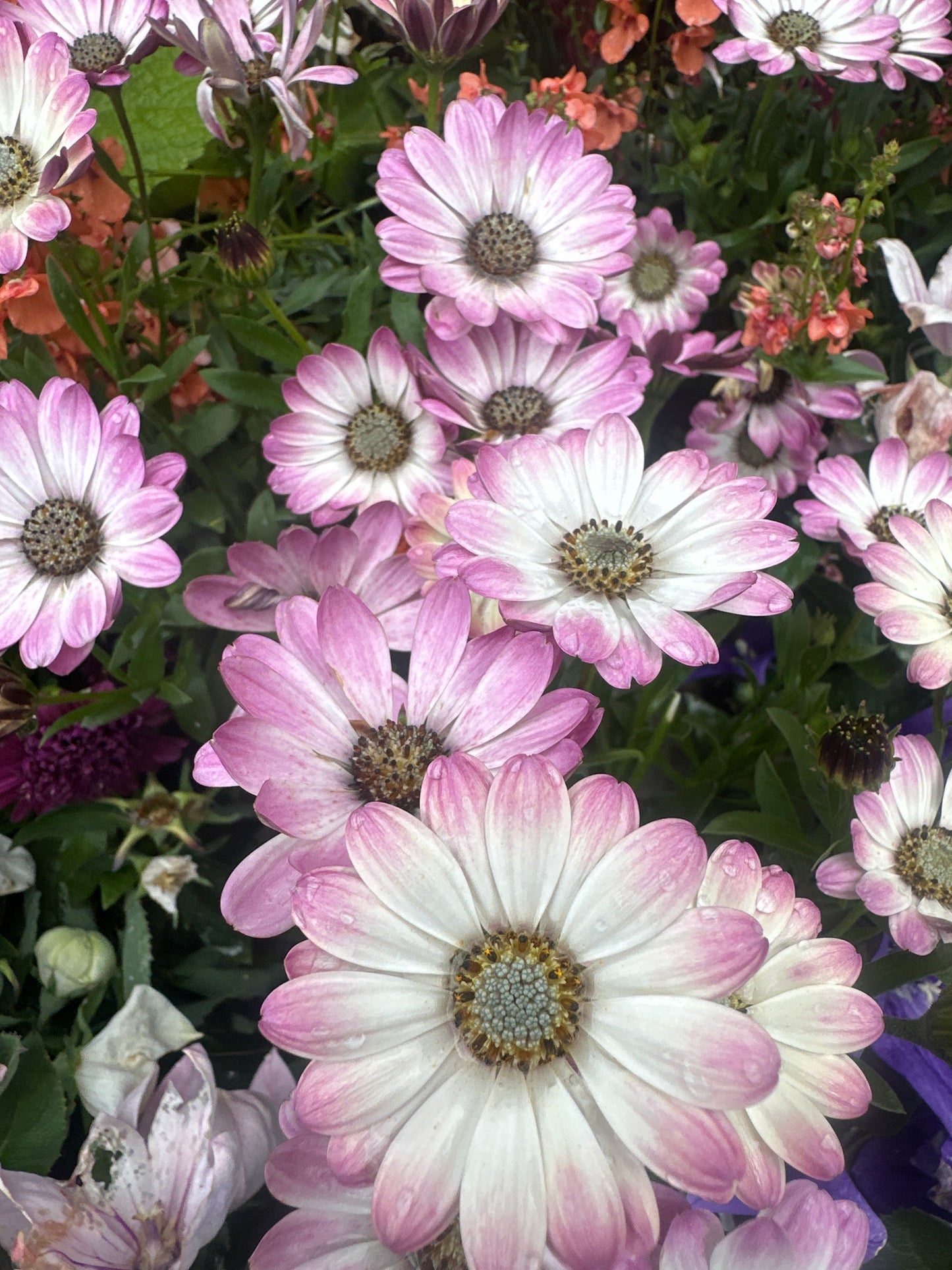 Osteospermum