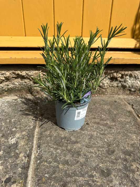 Rosemary Bush 14cm