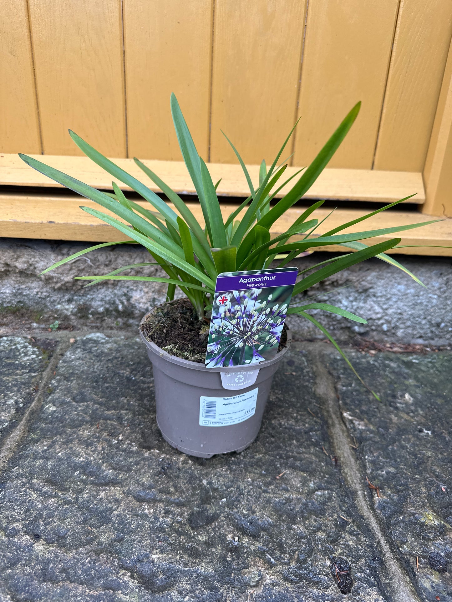 Agapanthus Fireworks 2Ltr