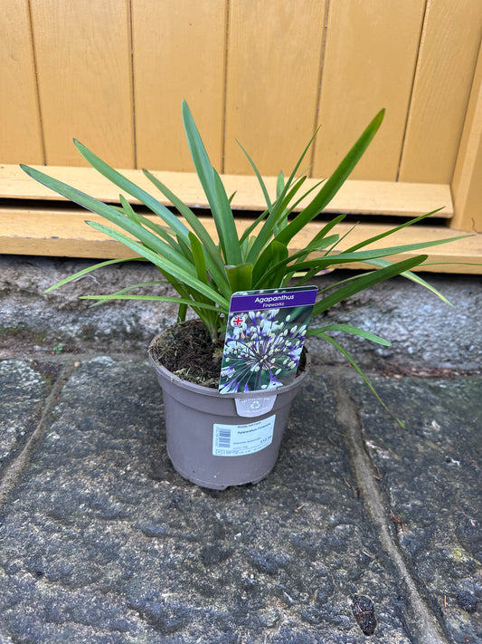 Agapanthus Fireworks 2Ltr