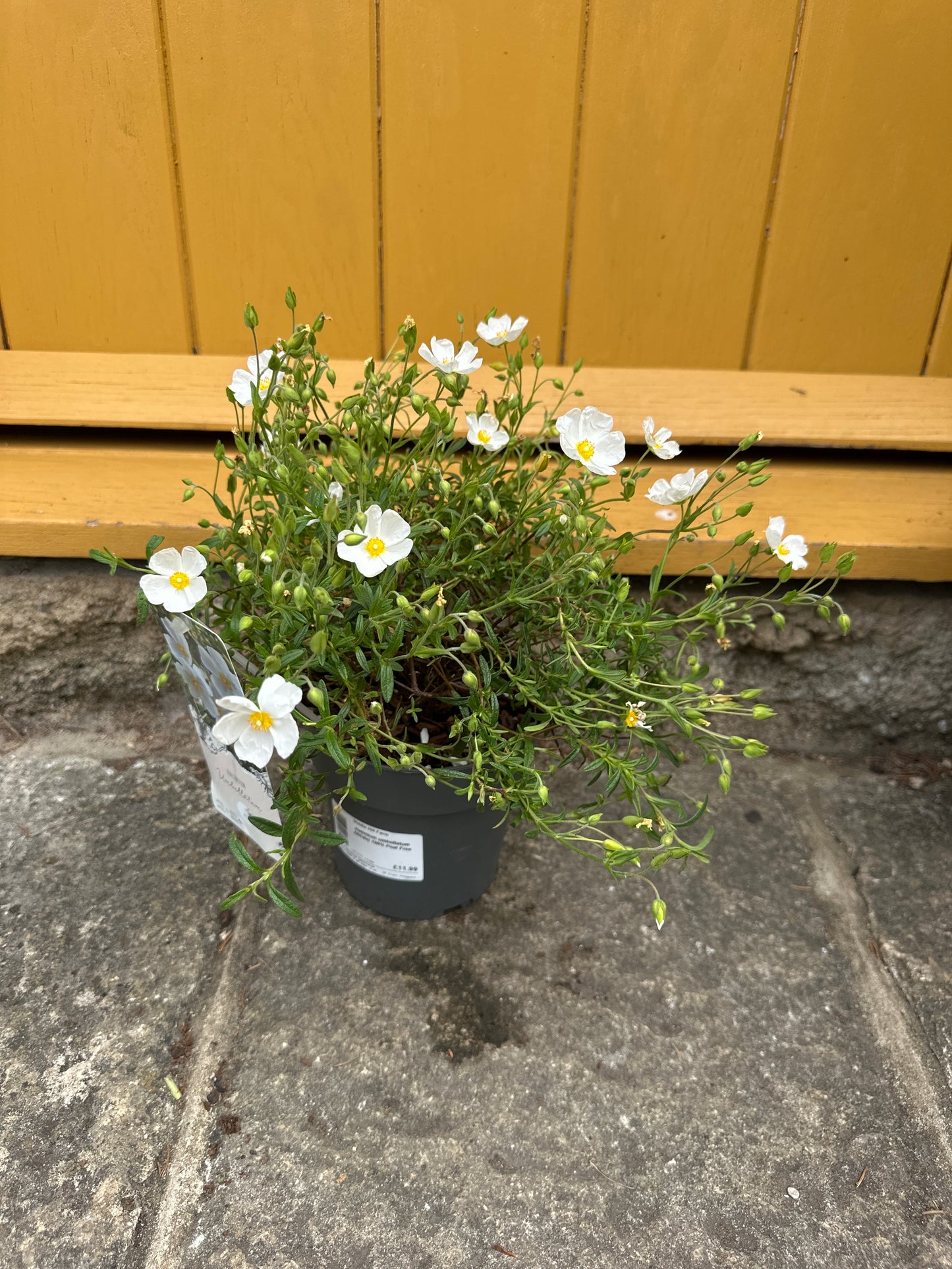 Hallmium umbellatum White 1.5Ltr