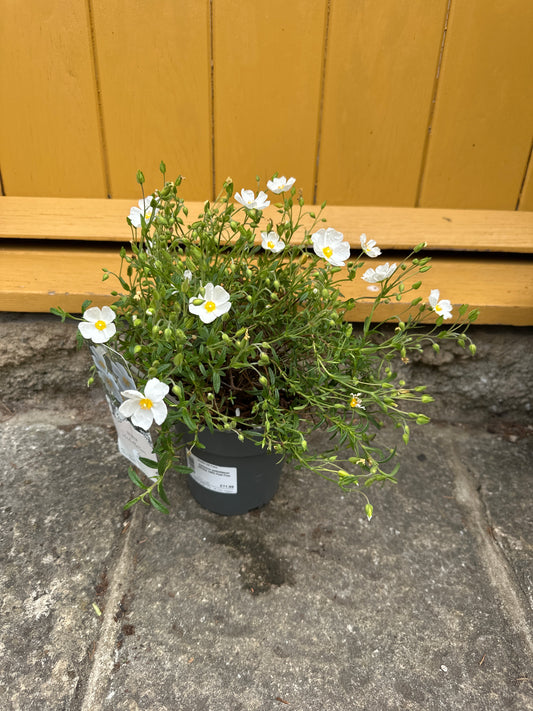 Hallmium umbellatum White 1.5Ltr