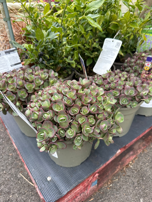 Sedum Sunsparkler Lime Zinger 2Ltr