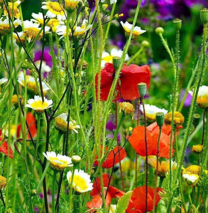 Pollinator Seed Set