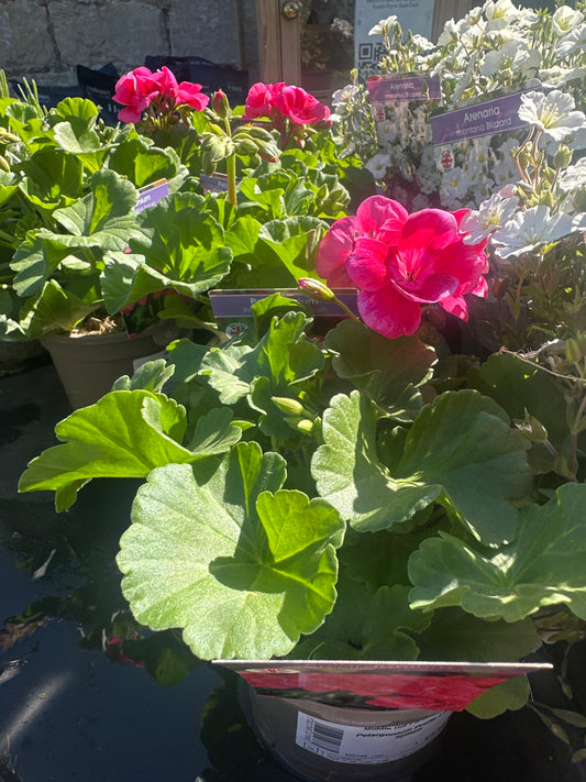 Pelargonium  1Ltr