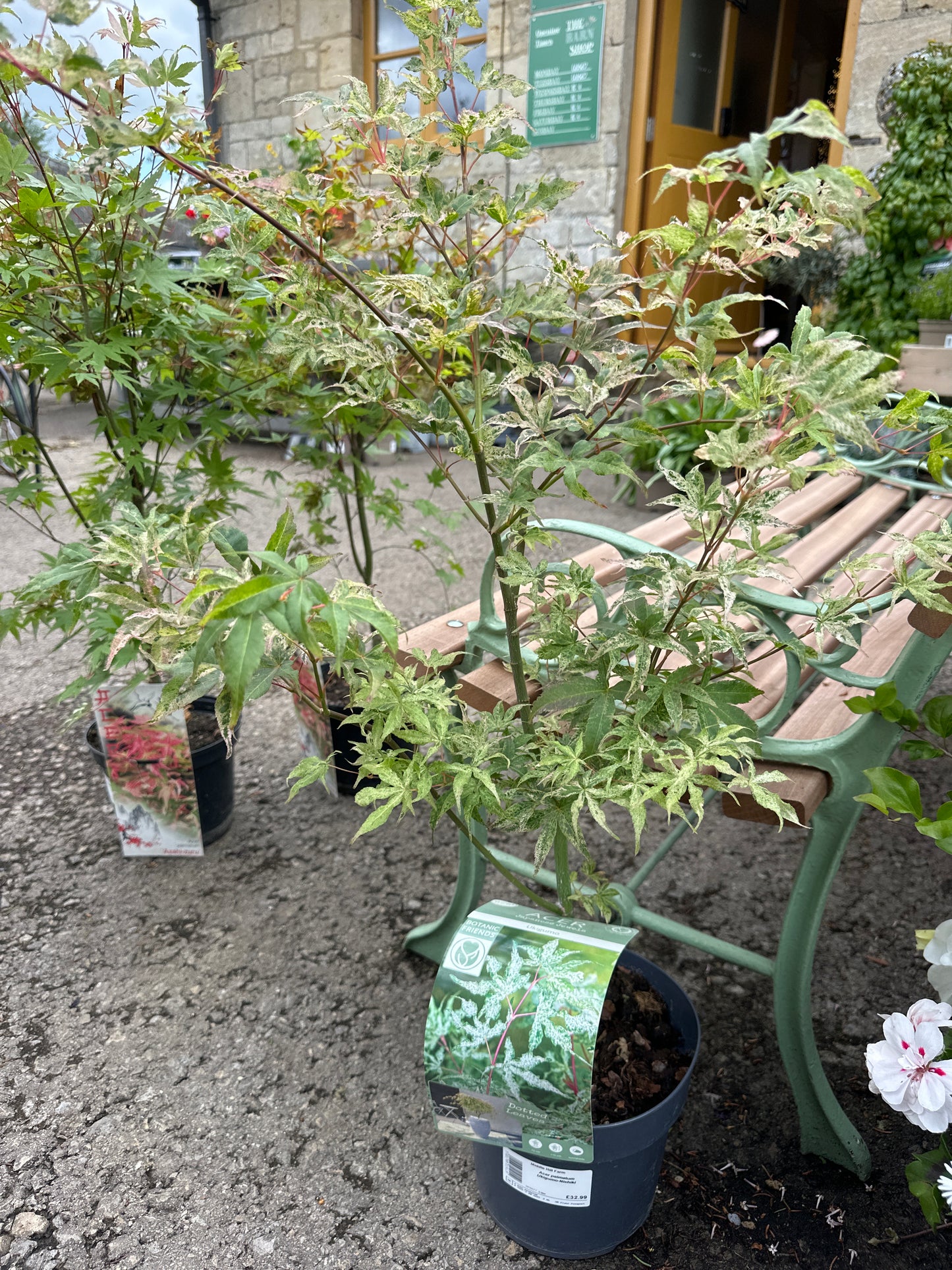 Acer palmatum Ukigumo-Nishiki 3Ltr