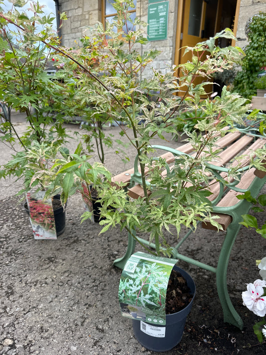 Acer palmatum Ukigumo-Nishiki 3Ltr