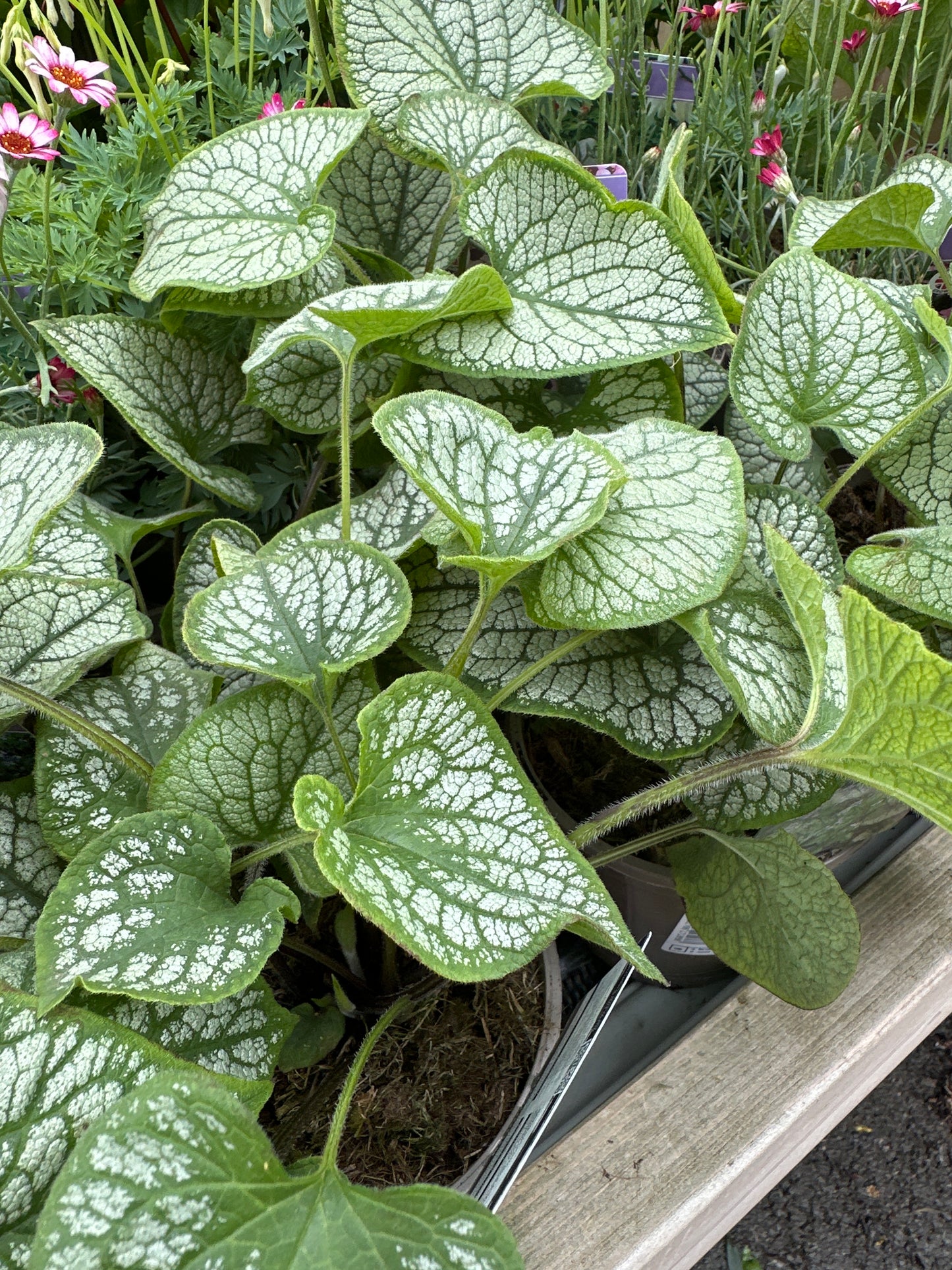 Brunnera Jack Frost 1Ltr
