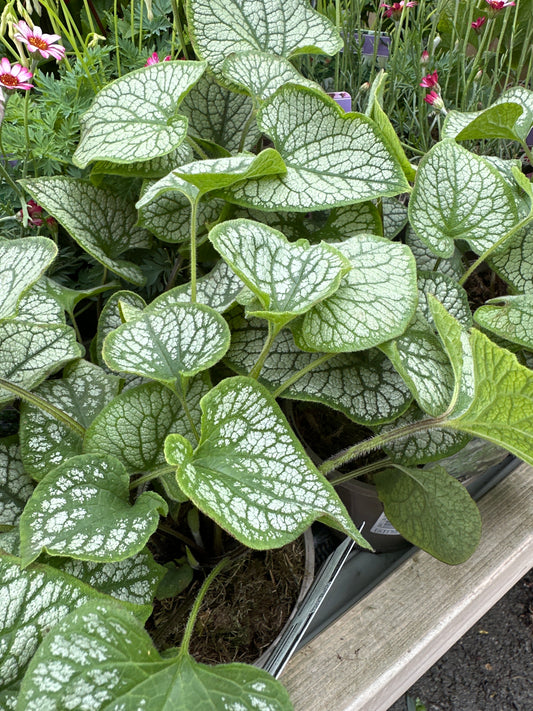 Brunnera Jack Frost 1Ltr