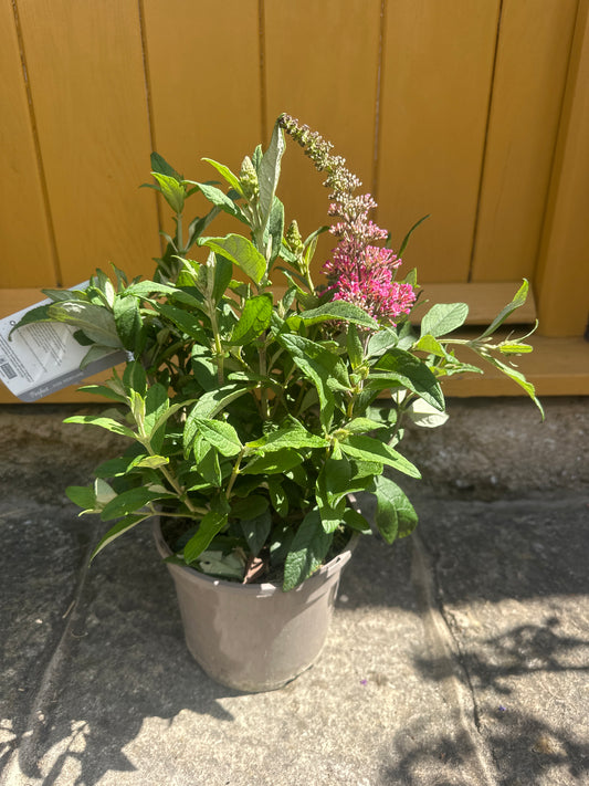 Buddleja Butterfly Candy Little Ruby 3Ltr