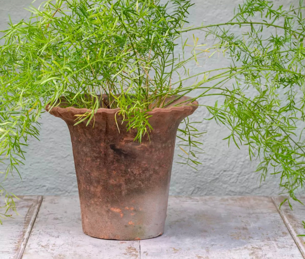 GI Antiqued Redstone Frill Plant Pot