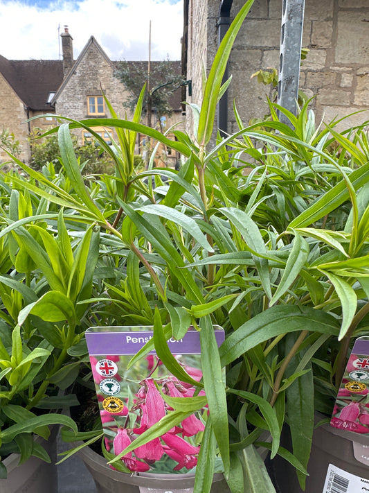 Penstemon Garnet 1Ltr