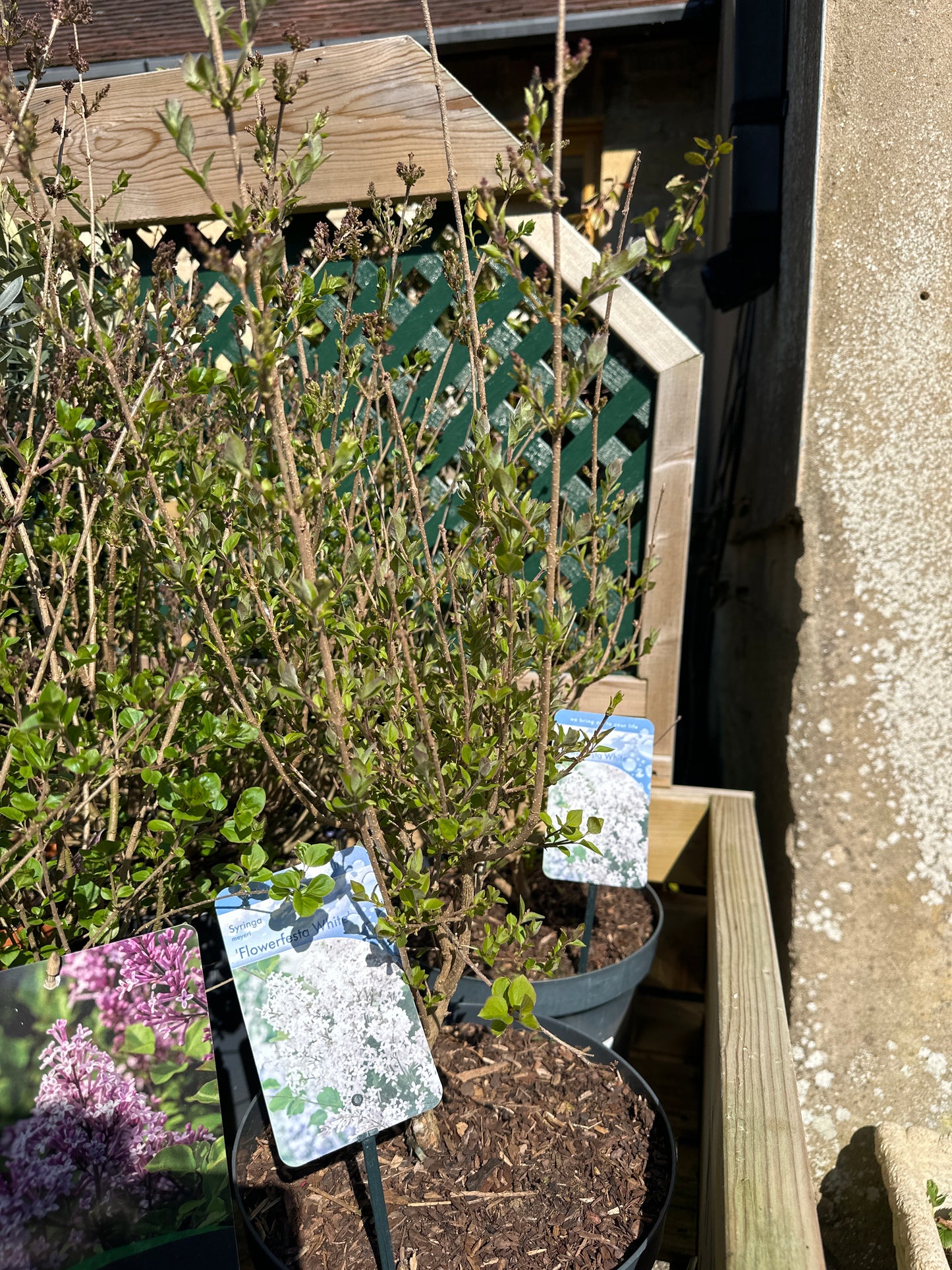 Syringa meyeri Flowerfesta White 7.5Ltr