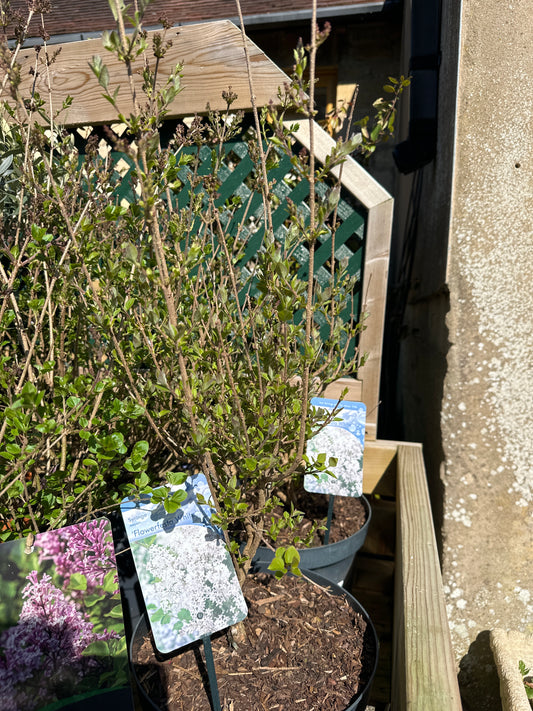 Syringa meyeri Flowerfesta White 7.5Ltr