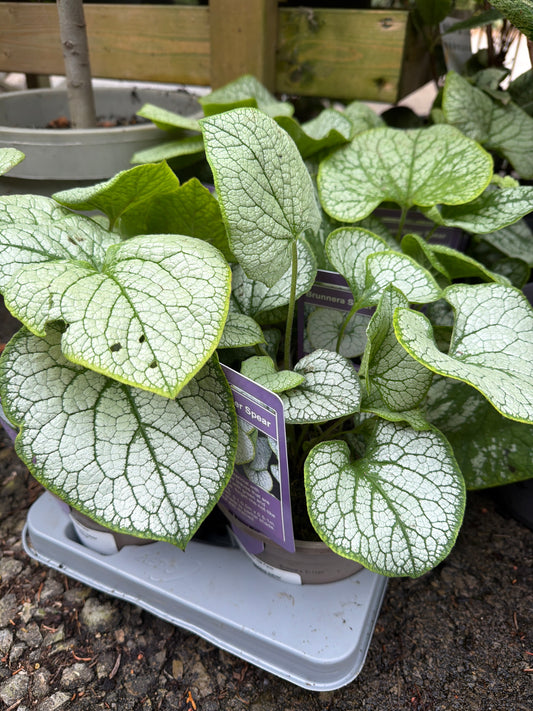 Brunnera Silver Spear 1Ltr