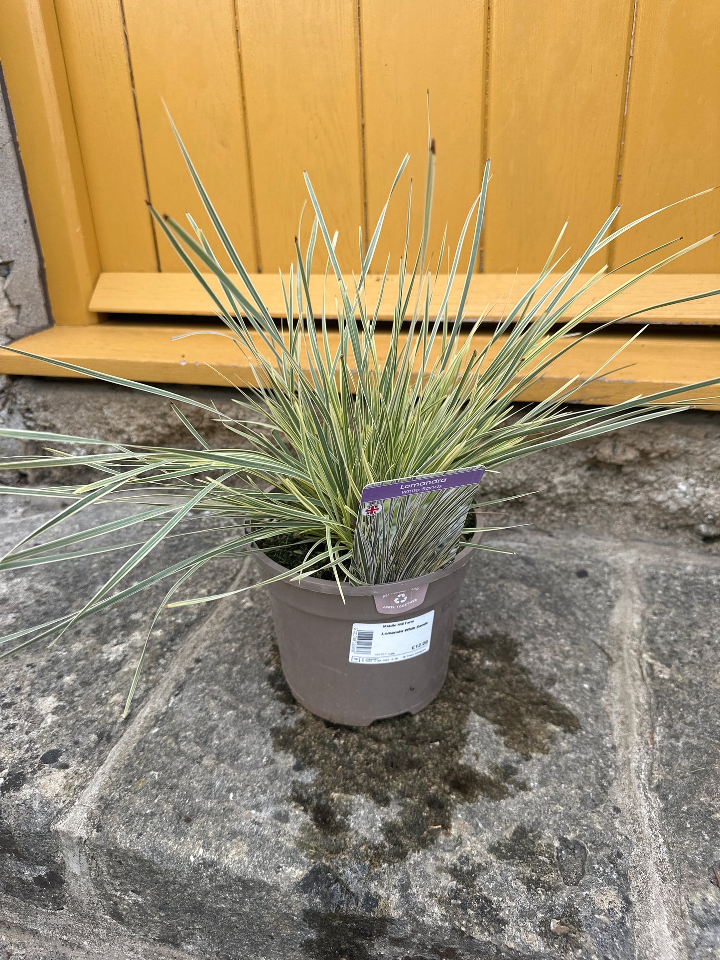 Lomandra White Sands 3Ltr