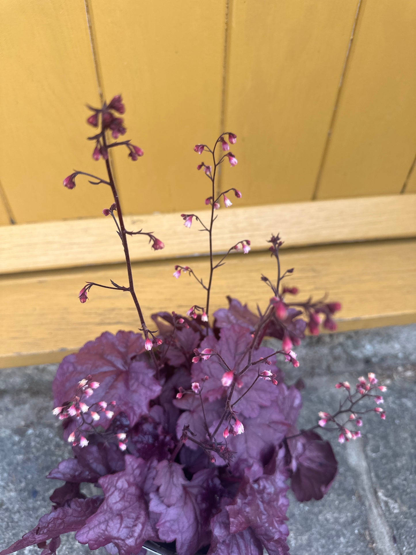 Heuchera Pink Panther 3Ltr