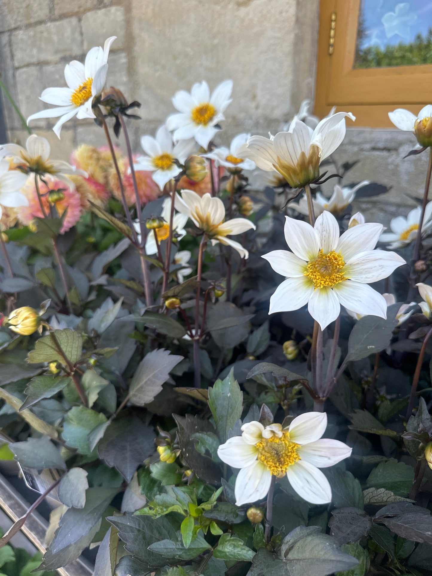 Dahlia Dahlegria White 3Ltr