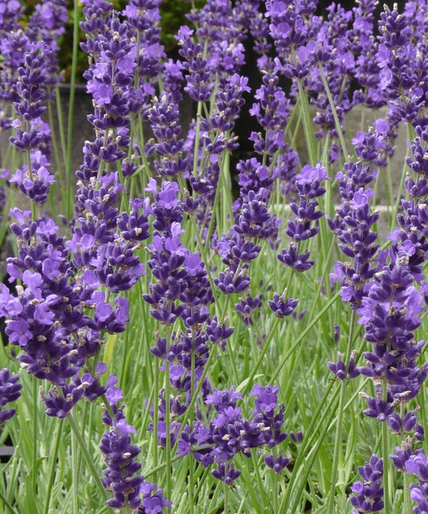 Scent Seed Set