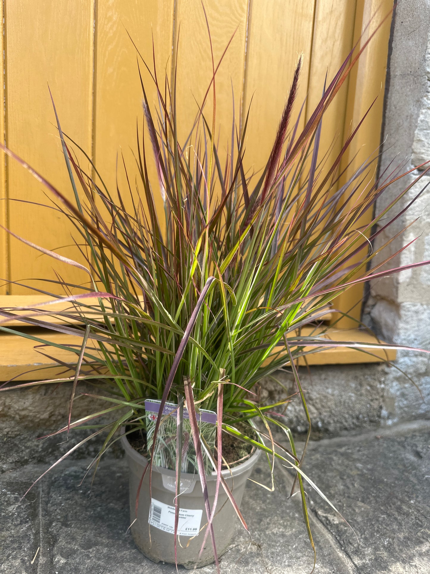 Pennisetum 3Ltr