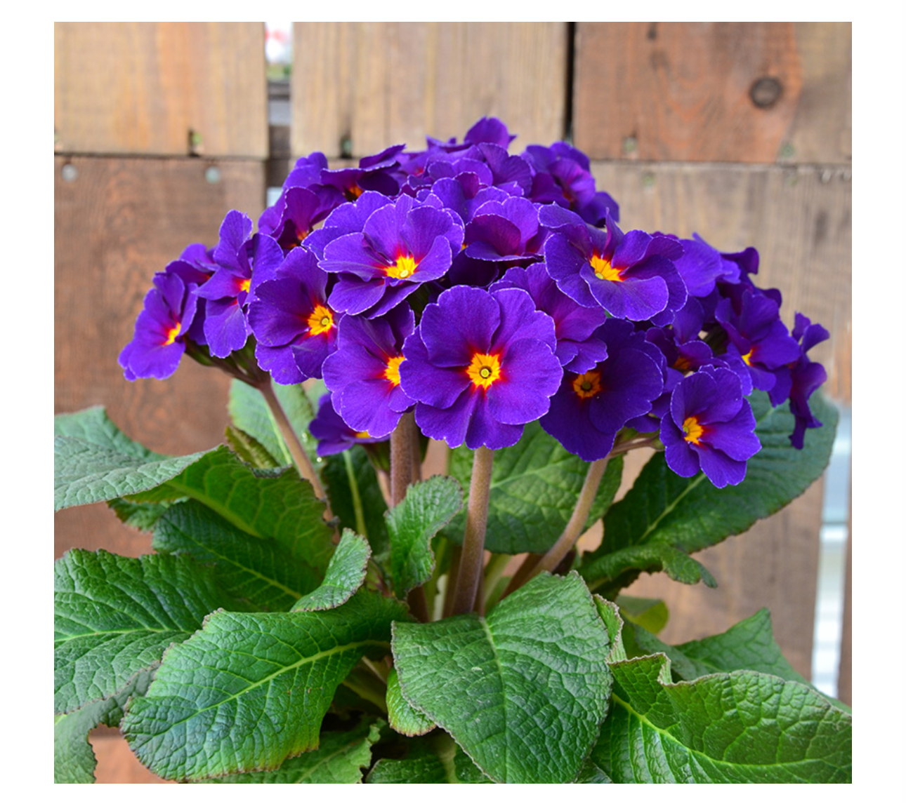 Primula Veristar Late Blue 2Ltr