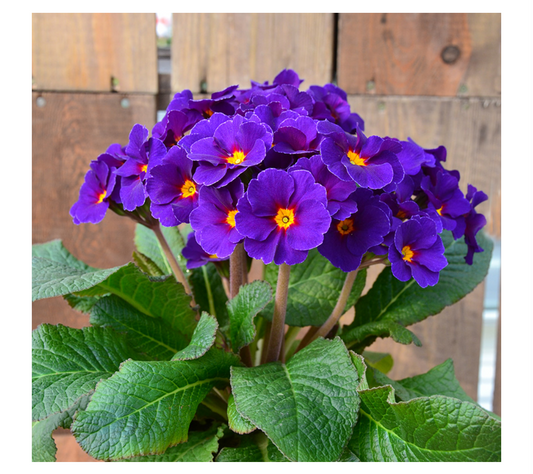 Primula Veristar Late Blue 2Ltr