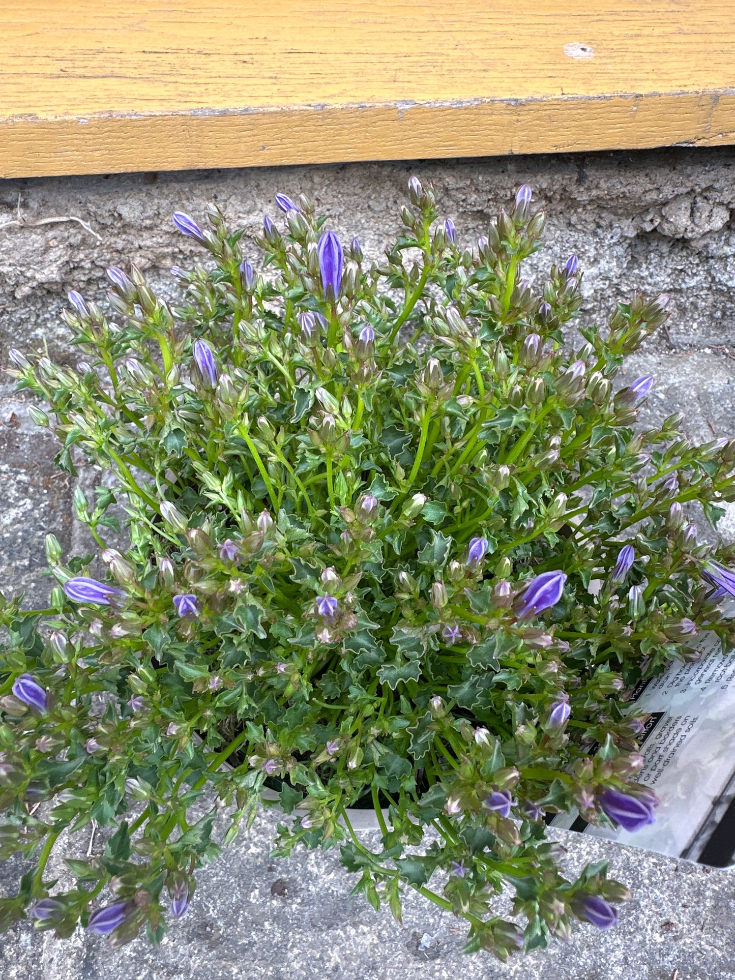 Campanula portenschiagiana Sago