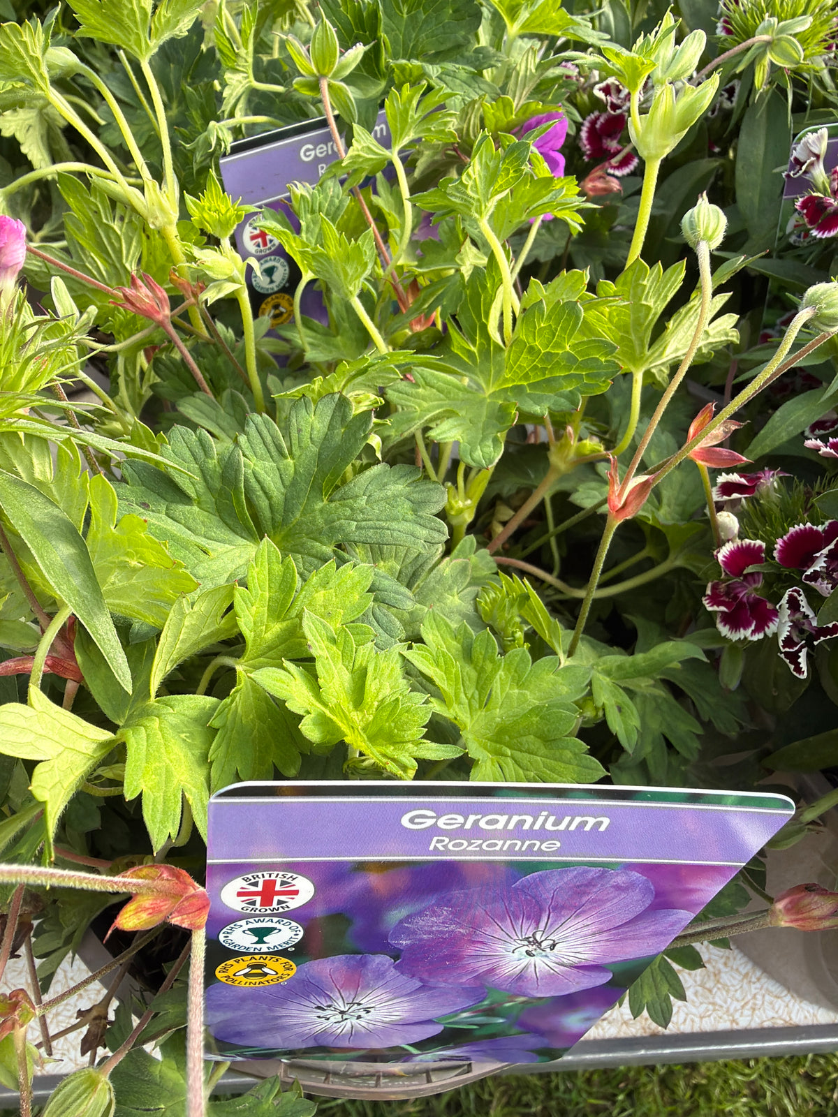 Geranium Rozanne 3Ltr
