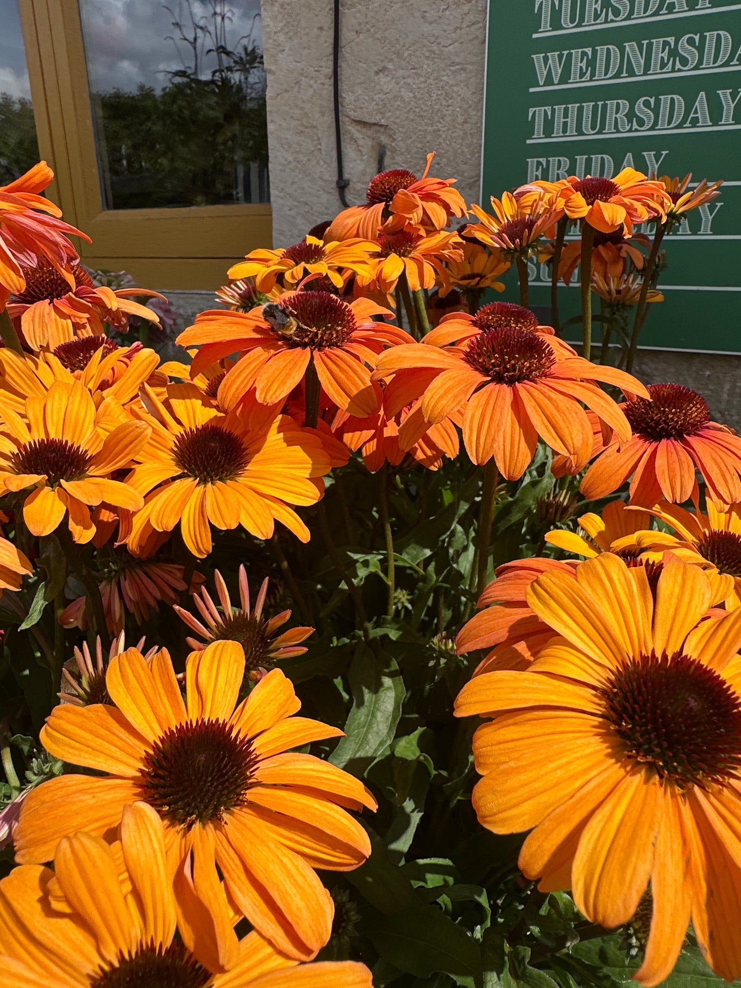 Echinacea 3Ltr
