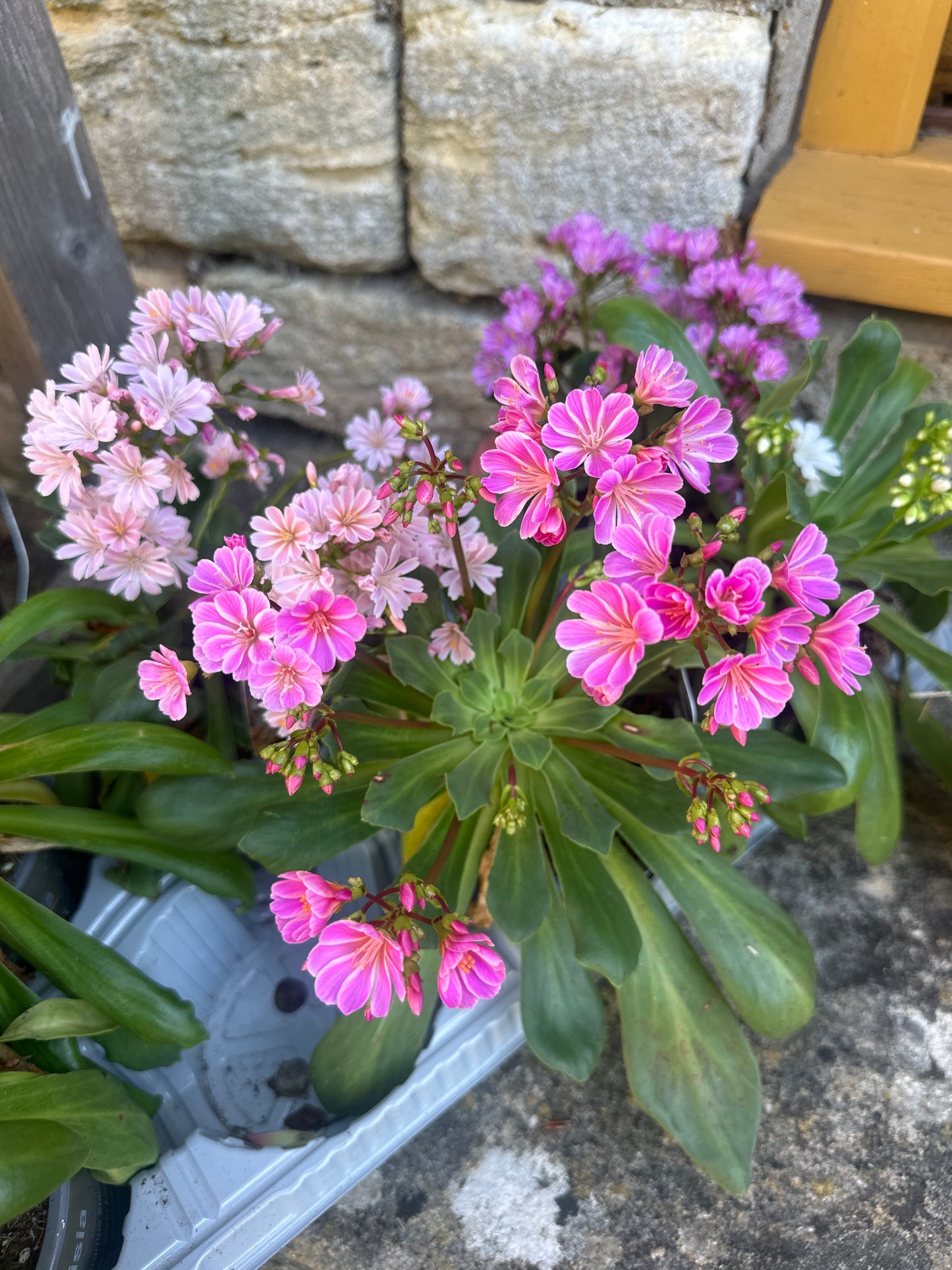 Lewisia 1Ltr