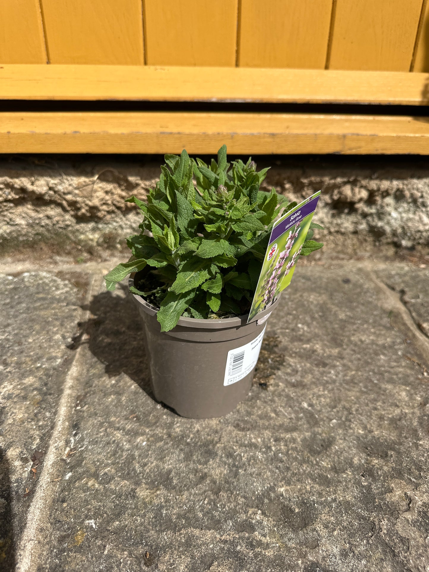Salvia Merleau Rose 1Ltr