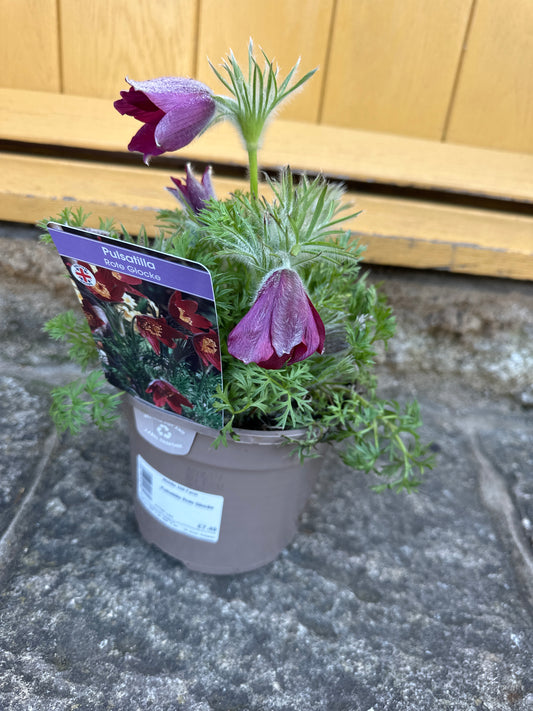 Pulsatilla Rote Glocke 2Ltr