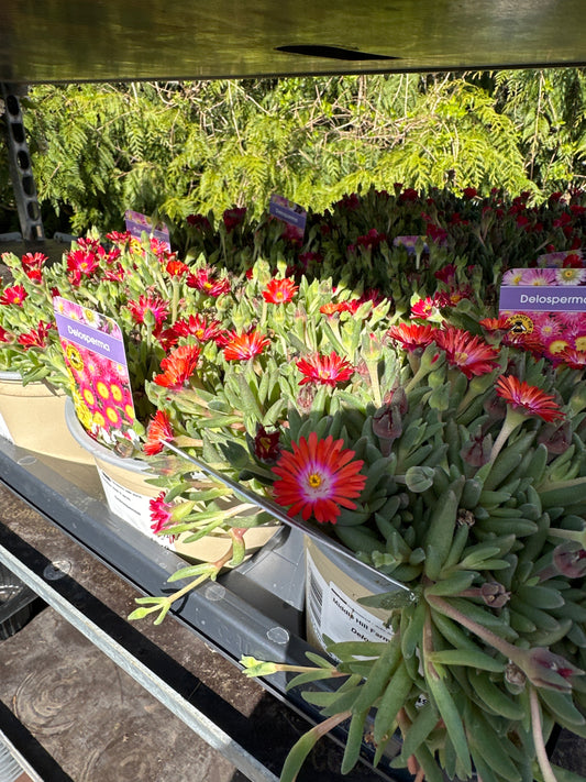 Delosperma 14cm