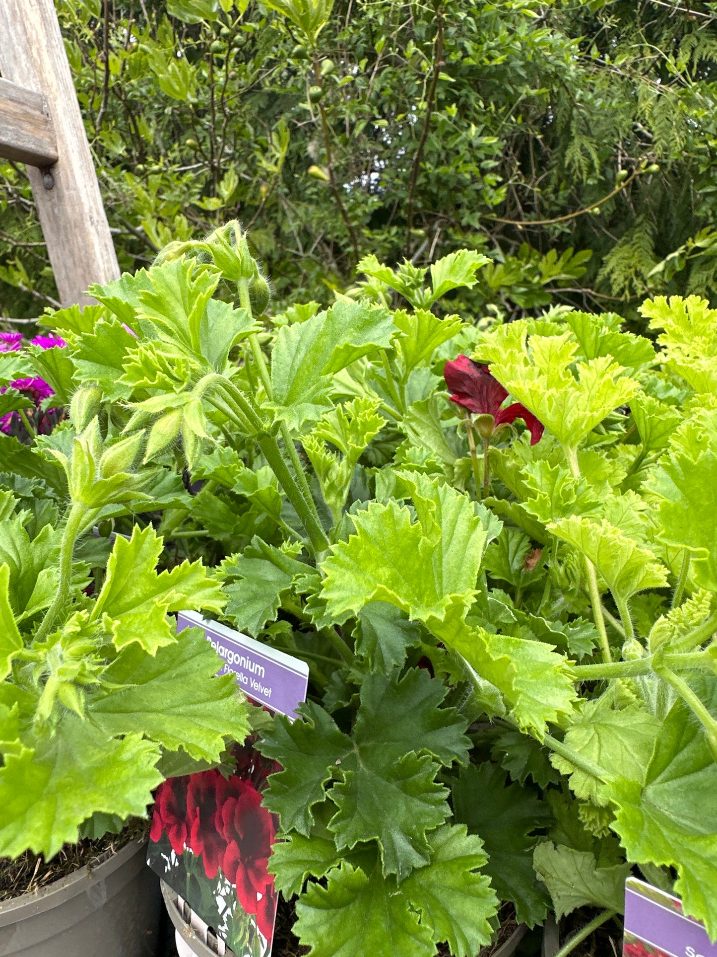 Pelargonium  1 Ltr