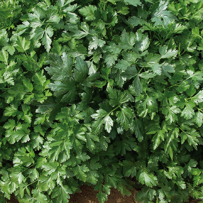 Shady Spot Seed Set