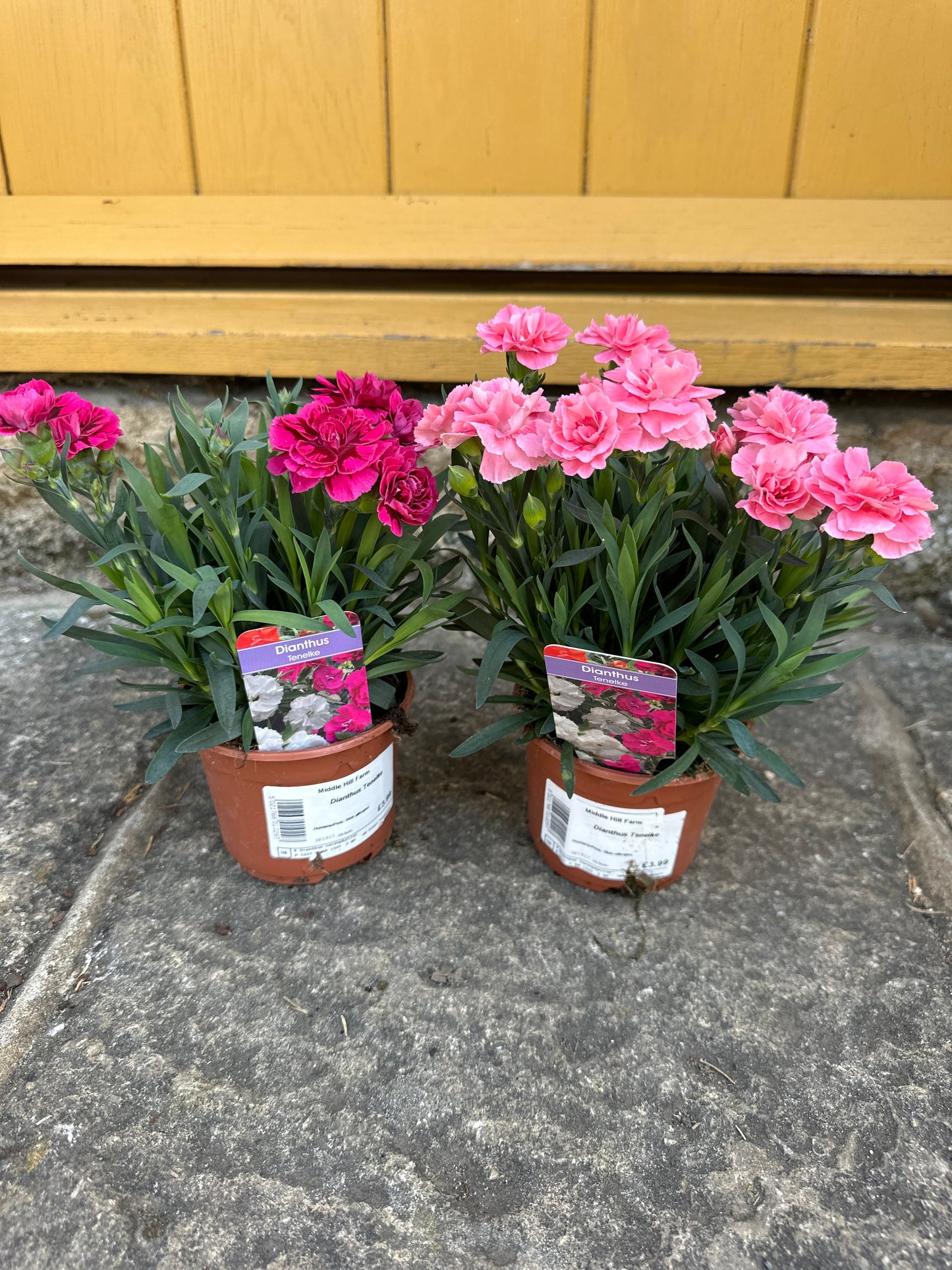 Dianthus Tenelke 10.5cm