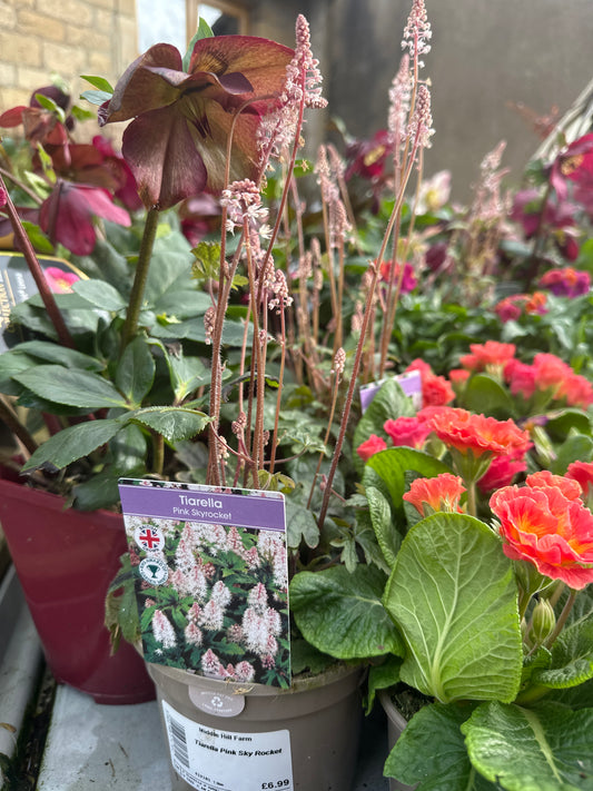 Tiarella Pink Sky Rocket 1Ltr