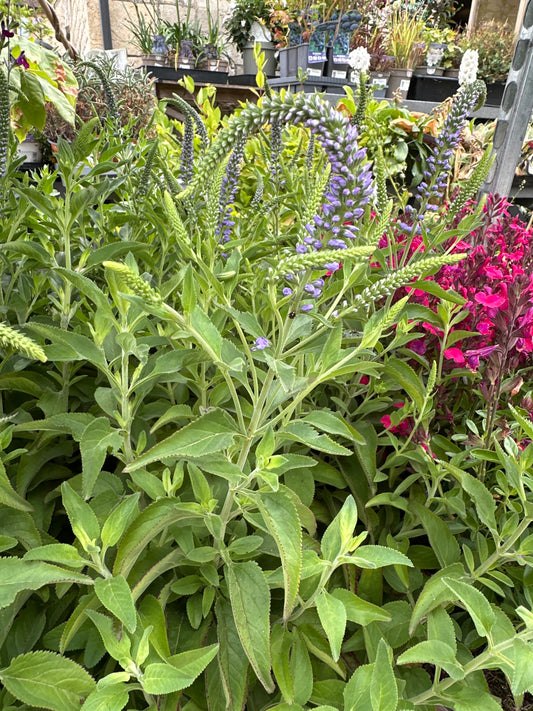 Veronica Nicky Lavender Blue 3Ltr