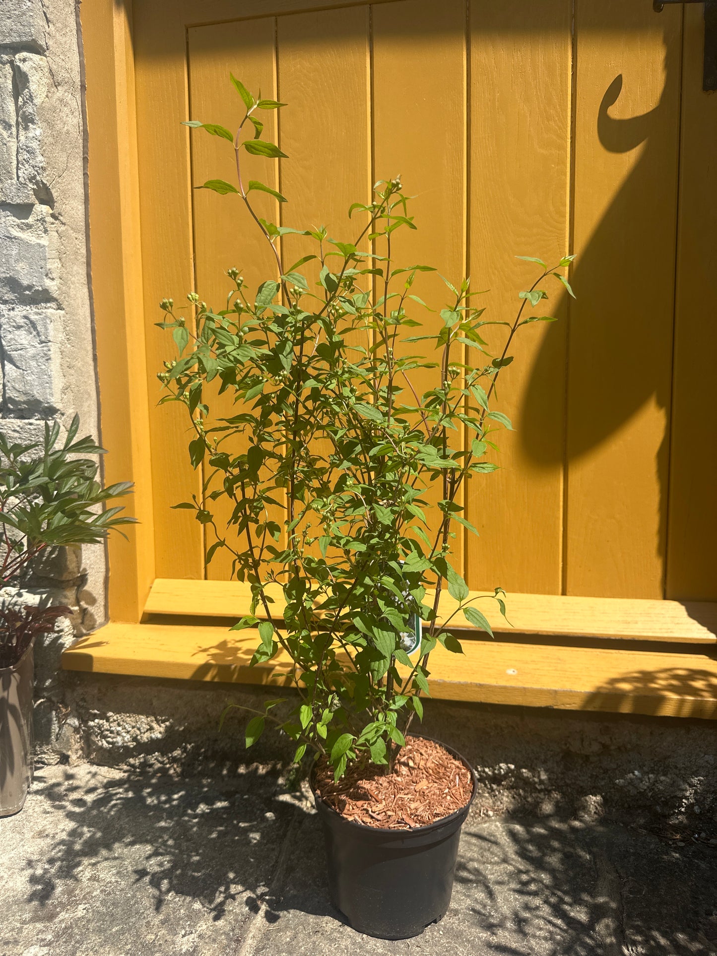 Philadelphus 3Ltr