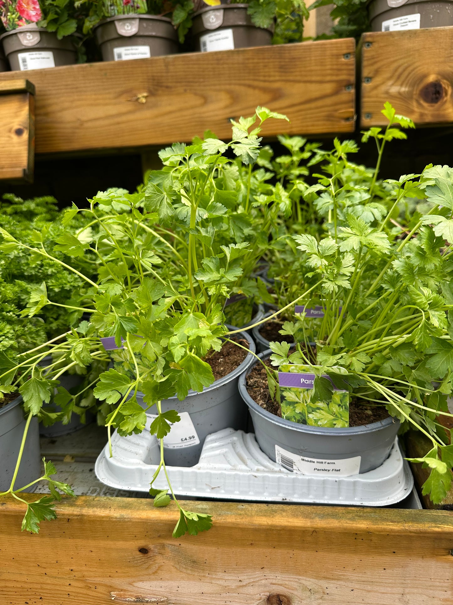 Parsley Flat 14cm